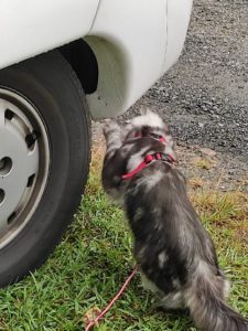 Lire la suite à propos de l’article Qui a dit que les chats n’aiment pas l’eau